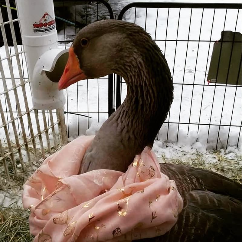 Dine-A-Chook customer photo: We absolutely love @jackies_jalopy's styling goose with his scarf