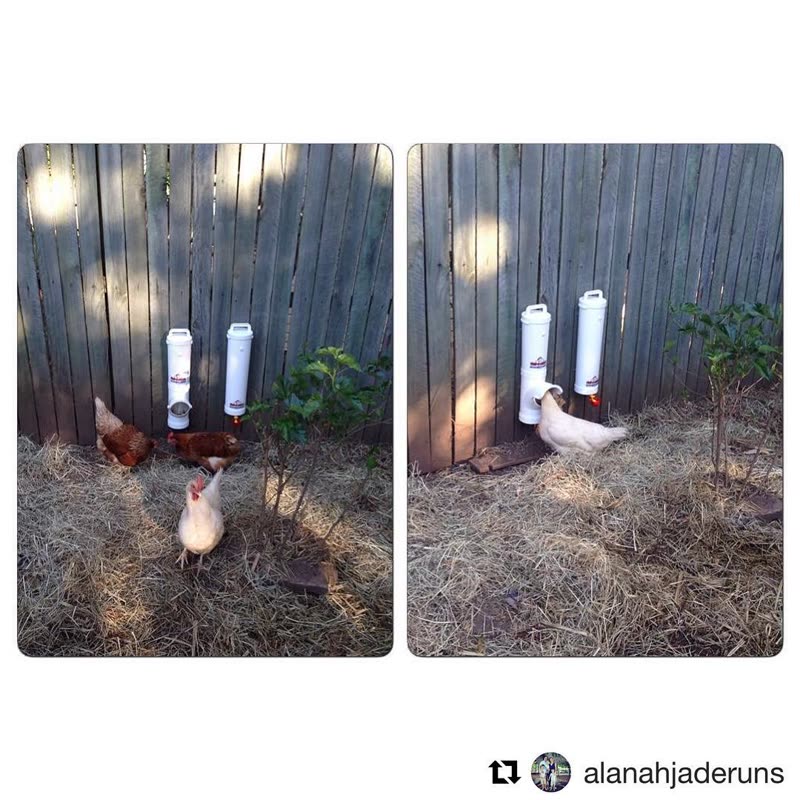 Dine-A-Chook customer photo: We love seeing our feeders in action. The girls got a new delivery of feed today and their