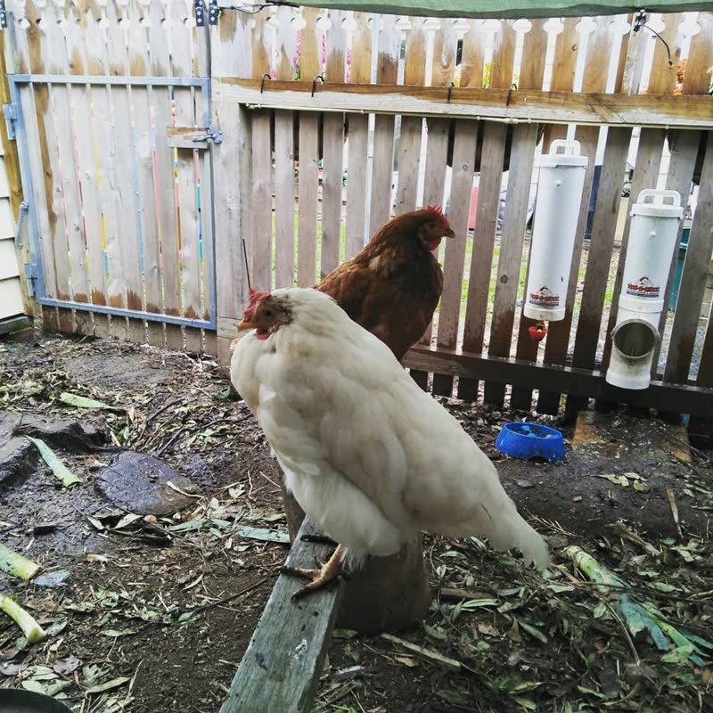Dine-A-Chook customer photo: Wet day timetable for the girls today ☔ I've made an extra perch which they jumped onto