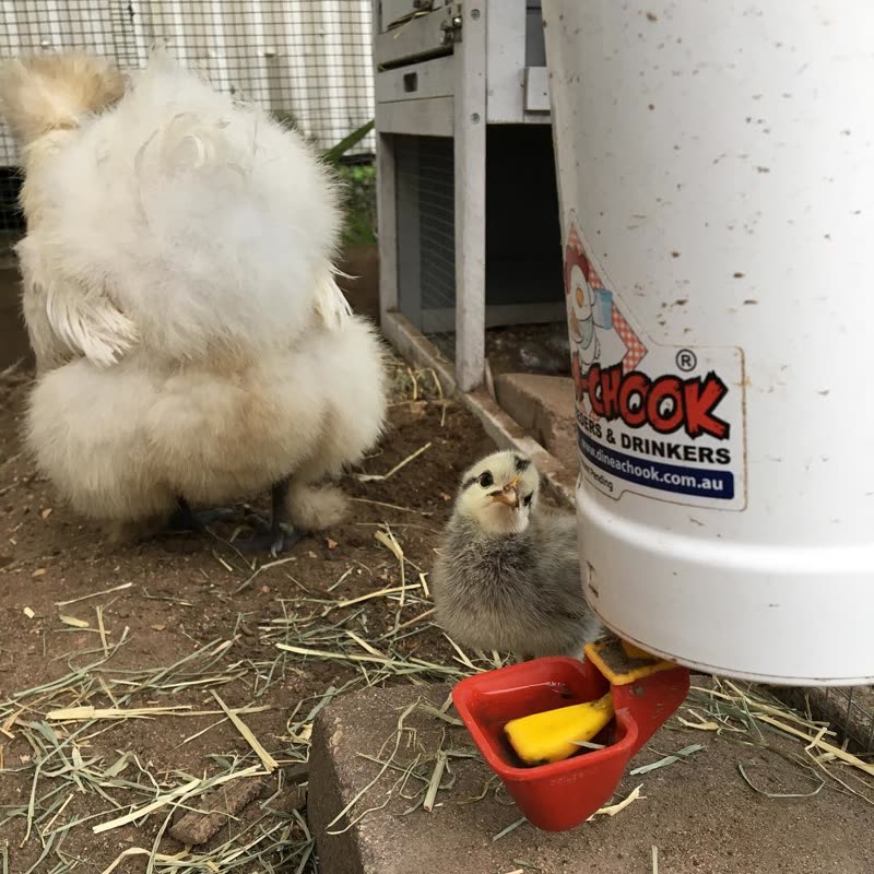 Dine-A-Chook customer photo: What is cuter, this sweet little face, or the mumma's fluffy butt in the background?