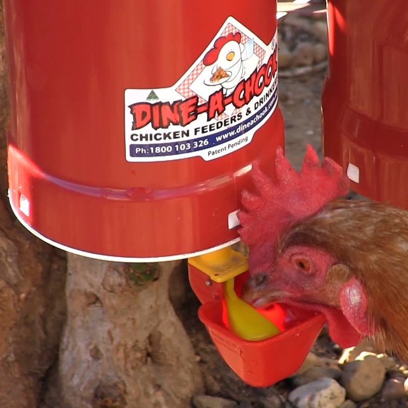 Dine-A-Chook customer photo: When only easy will