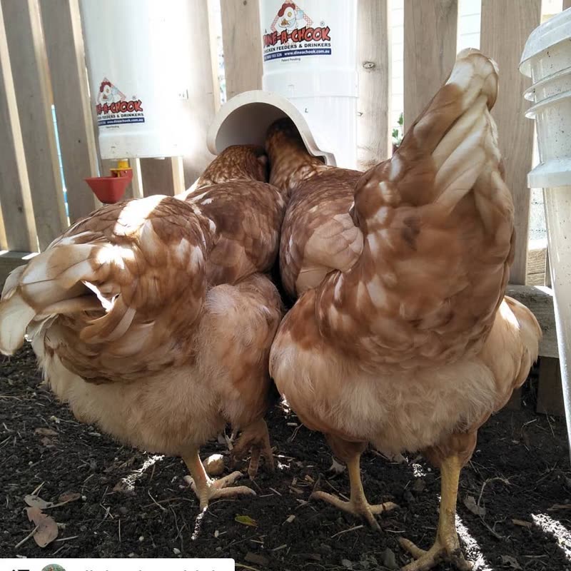 Dine-A-Chook customer photo: Yes, it's confirmed, at least two chickens can feed out of a @dineachook feeder at once.