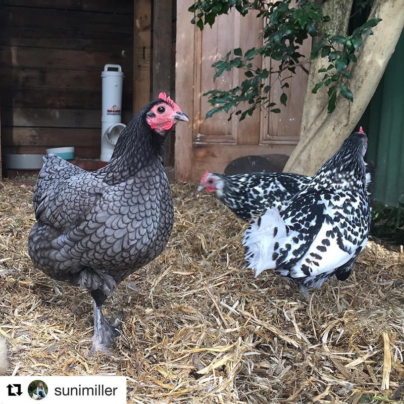 Dine-A-Chook customer photo: You know you're in Melbourne when it's been rainy, cloudy, sunny and windy, all before