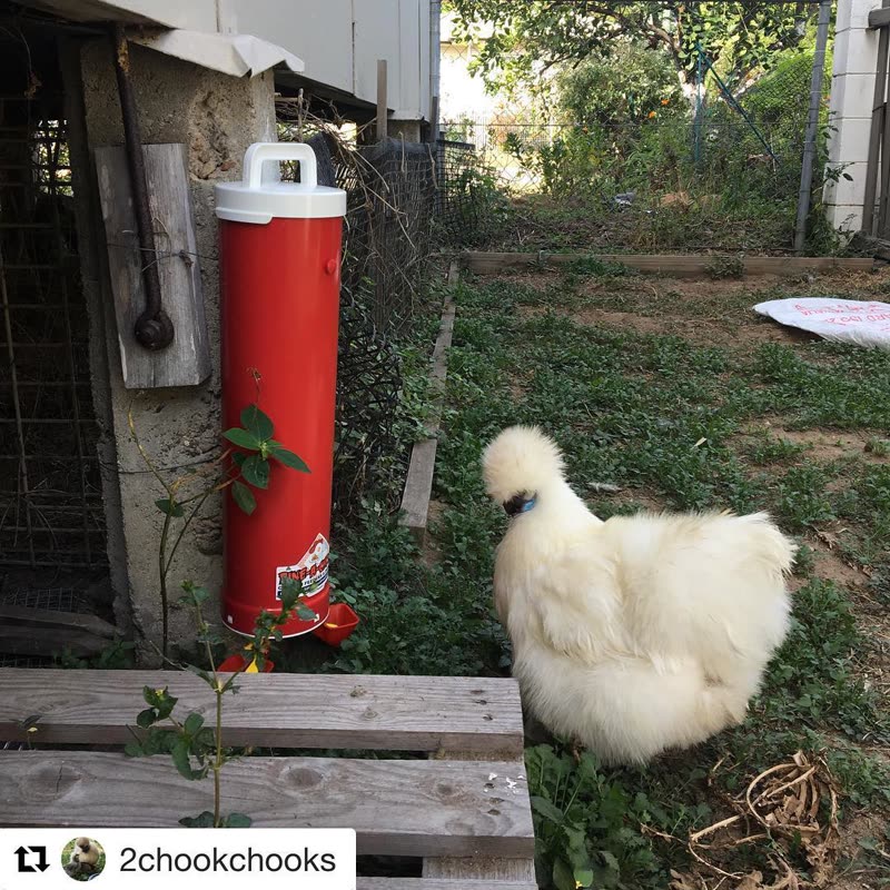 Dine-A-Chook customer photo: @2chookchook matriarch Cyndi Lumper checking out the new red, twin