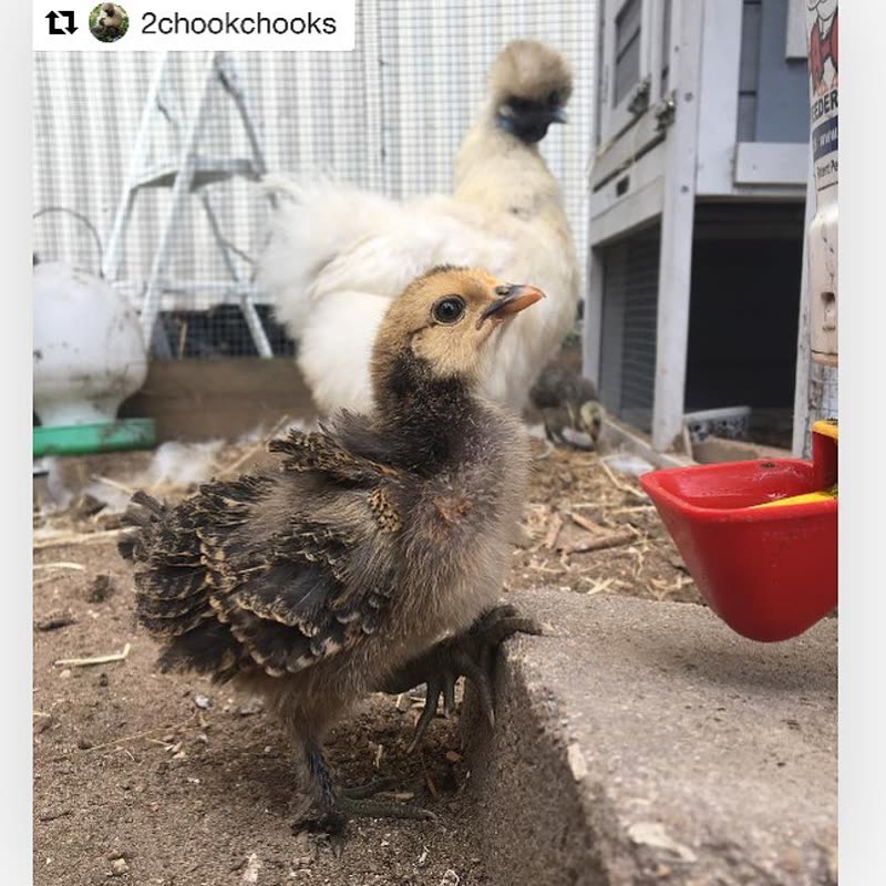 Dine-A-Chook customer photo: Dine A Chook drinkers suit chickens of all