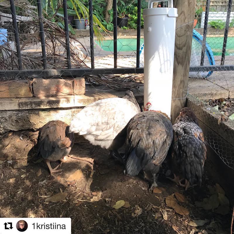 Dine-A-Chook customer photo: I wonder what they are saying Hanging out by the water