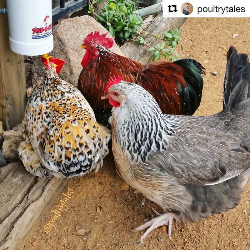 Dine-A-Chook customer photo: Everyone knows the office drink station is where it's at if you want to find out about the