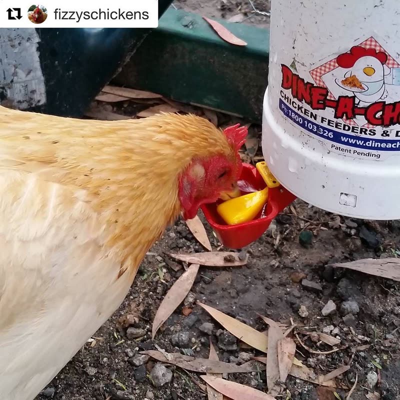Dine-A-Chook customer photo: It's been hot, and the girls like this style waterer with the cups, rather than the