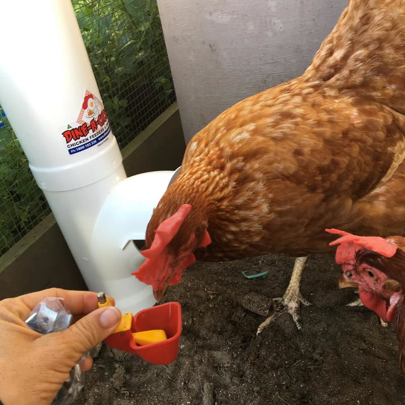 Dine-A-Chook customer photo: "So you are telling me if I push down on the yellow bit the red tub will fill with water?