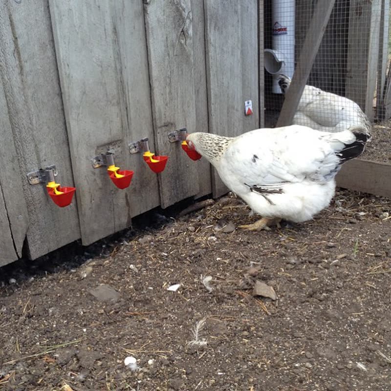 Dine-A-Chook customer photo: Some more happy hens "For the main chicken house and runs we replaced our useless troughs