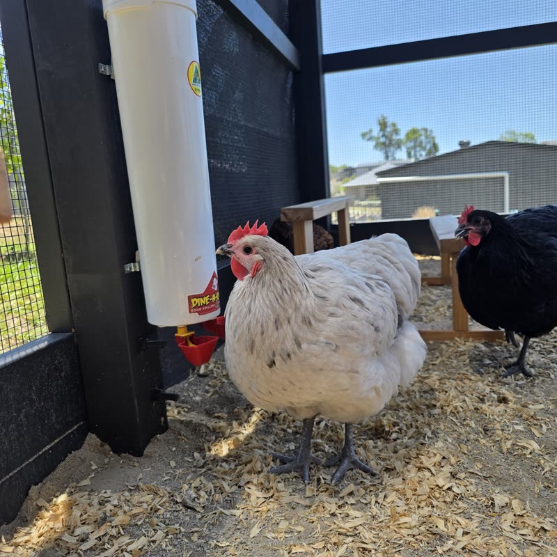 Dine-A-Chook customer photo: Absolutely love the Dine a Chook feeders and
