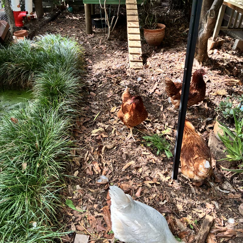 Dine-A-Chook customer photo: So far as a novice backyard chook keeper (4) the crew at Dinachook have been a great