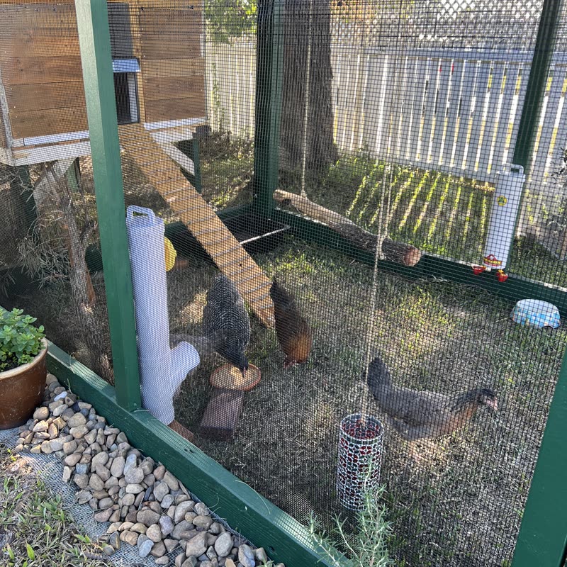 Dine-A-Chook customer photo: The feeder and cup waterer are great quality, easy to install, and easy for the chooks to