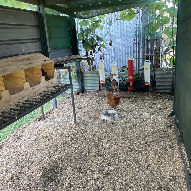 Dine-A-Chook customer photo: Products arrived very quickly packaging was