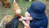 Six Unexpected Benefits to Keeping Chickens