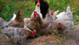 10 Mistakes New Chicken Keepers Make