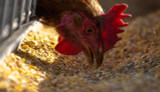 How To: Feed Your Chickens Scratch Grains