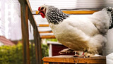 How To: Clean a Chicken Coop Properly