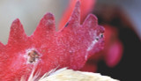 How To: Recognise and Treat Fowl Pox in Chickens