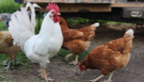 How To: Manage a Rooster in the Flock