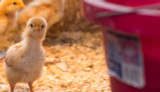 How To: Raise Friendly, Well-Adjusted Chickens