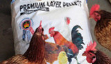 The Best Diet for Laying Hens