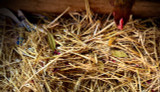 Why Chicken Nesting Herbs are Backed by Science