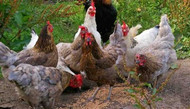 10 Mistakes New Chicken Keepers Make