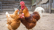 Understanding the Chicken Pecking Order