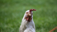 Does My Chicken Have a Vitamin or Mineral Deficiency?