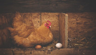 7 Ways to Get More Eggs from Older Hens