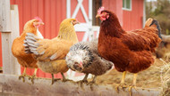 Sour Crop in Chickens - Symptoms and Treatment