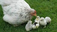 Springtime Chicken Keeping