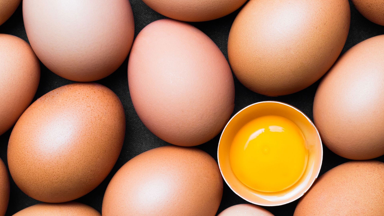 What are the Best Egg Laying Chickens? Dine a Chook USA