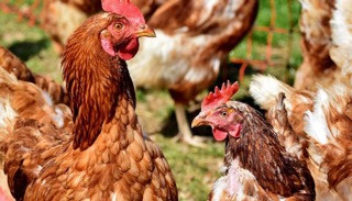 Your Guide to Adopting Chickens