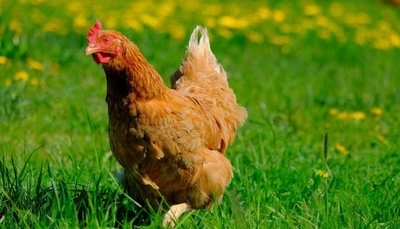 Understanding Amino Acids for Chickens