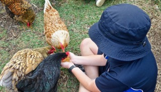 Six Unexpected Benefits to Keeping Chickens