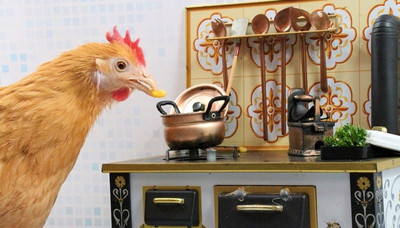 Boredom Busters for Chickens