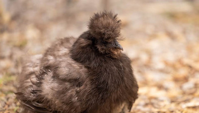 Comparing Chicken Coop Bedding