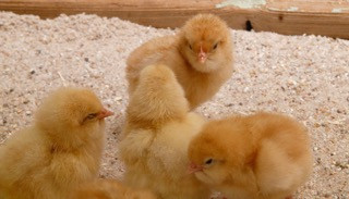 How To: Make a DIY Brooder for Chicks
