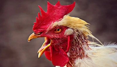 Avian Influenza and Poultry