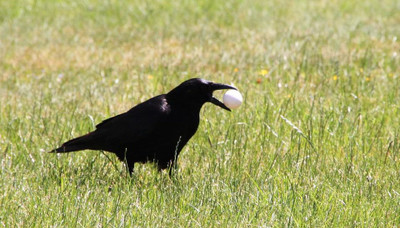 How To: Keep Wild Birds Out of the Chicken Coop