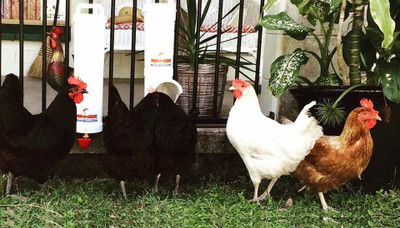 Everything You Need to Know About  Dine-A-Chook Chicken Feeders