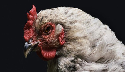 How to: Recognise and Treat E. coli in Chickens