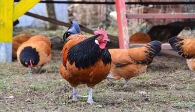 Free-Choice Feeding for Chickens