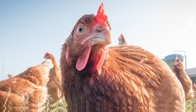 How To: Stop Bullying When Introducing New Chickens to the Flock