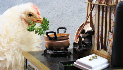 How Smart are Chickens? You Might Be Surprised!