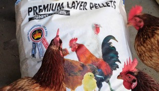 The Best Diet for Laying Hens