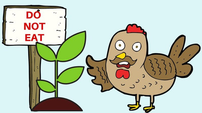 What You Should Not Feed Chickens