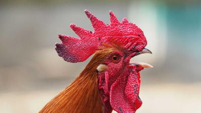 What Do Chickens Want? A guide to keeping backyard chickens happy and healthy